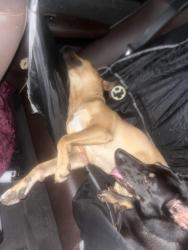 Lost Male Dog last seen Near shimmer edge dr, Katy, TX 77493