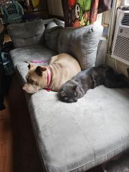 Lost Male Cat last seen Cave mill rd, Maryville, TN 37804