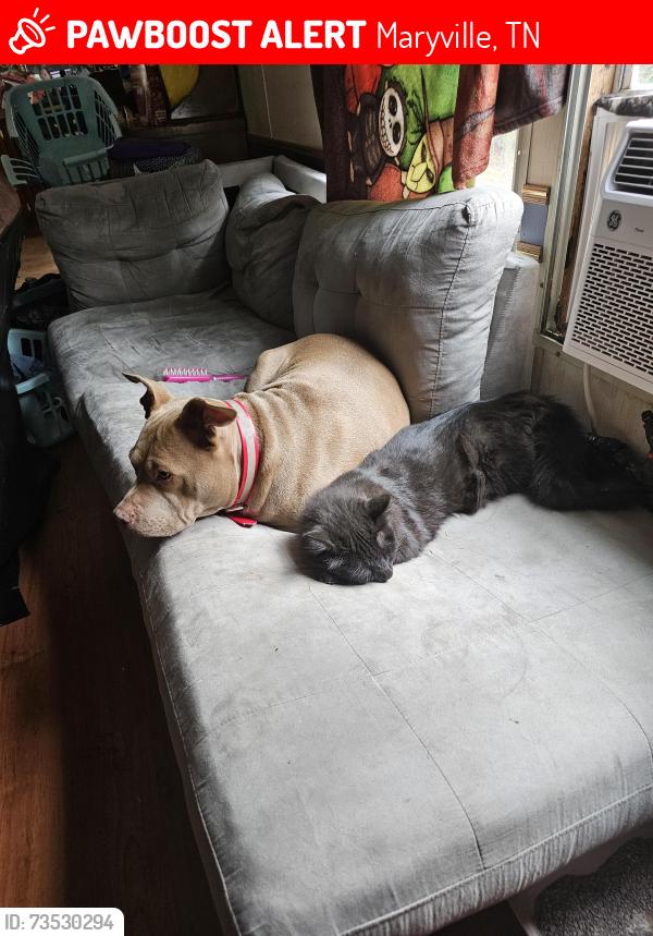 Lost Male Cat last seen Cave mill rd, Maryville, TN 37804