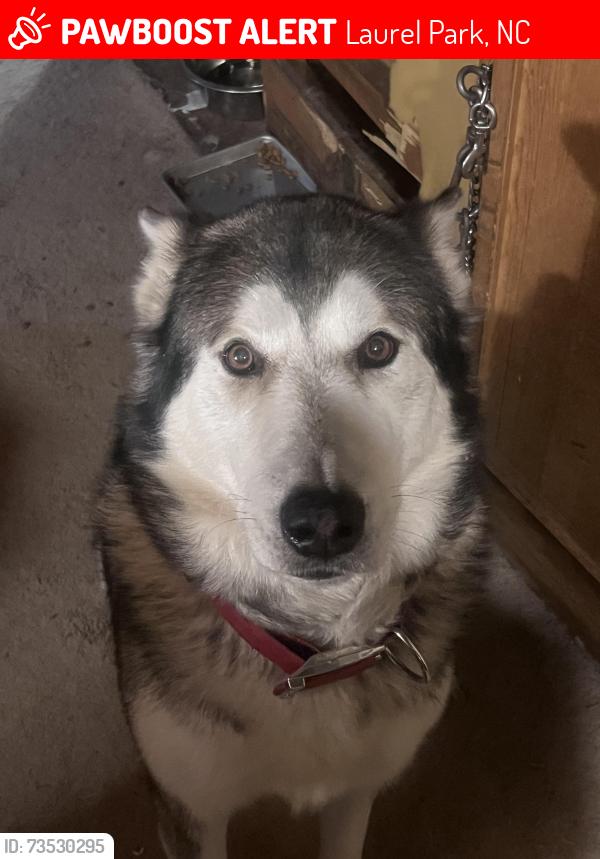 Lost Male Dog last seen The Greens at Hendersonville, Laurel Park, NC 28792