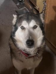 Lost Male Dog last seen The Greens at Hendersonville, Laurel Park, NC 28792