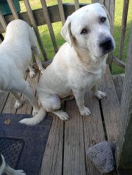 Lost Male Dog last seen Near lower wallens creek, Jonesville, VA 24263