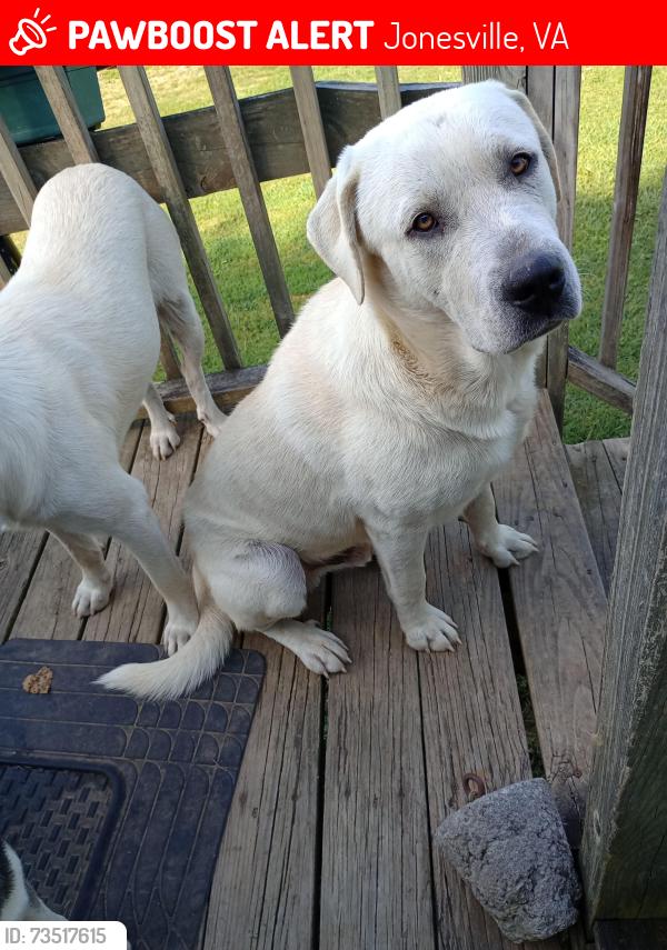 Lost Male Dog last seen Near lower wallens creek, Jonesville, VA 24263