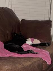 Reunited Male Dog last seen Near E Fairview Ave near the lovelynails and S&S supply, Meridian, ID 83642
