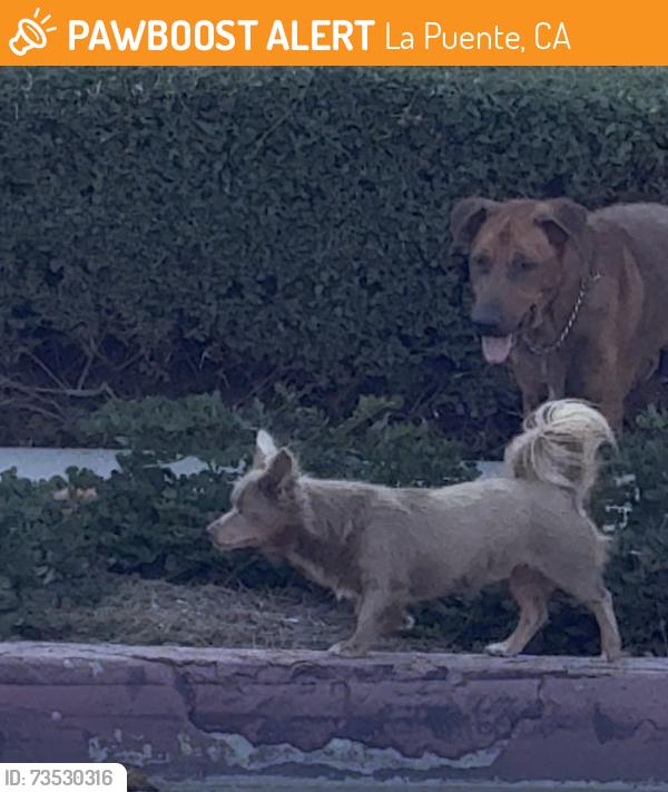 Found/Stray Male Dog last seen Nelson and Unruh, La Puente, CA 91749