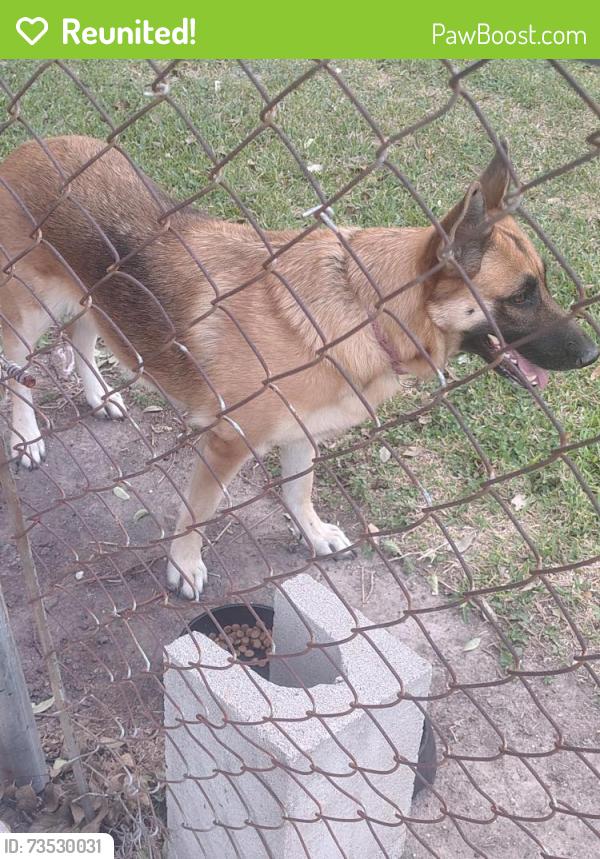 Reunited Female Dog last seen Pocket park on Mars Dr. In Tower oaks, Houston, TX 77065