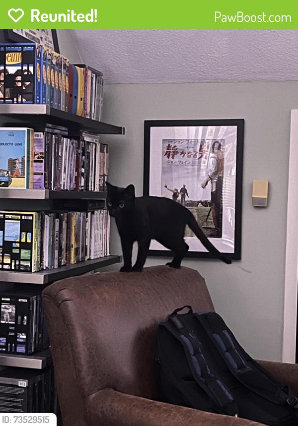 Reunited Male Cat last seen Woodville high school, Wakefield, MA 01880