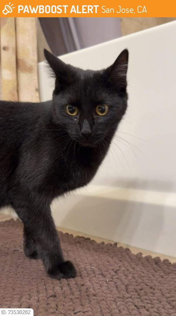 Found/Stray Female Cat last seen 10th and taylor st, San Jose, CA 95112