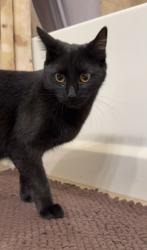 Found/Stray Female Cat last seen 10th and taylor st, San Jose, CA 95112