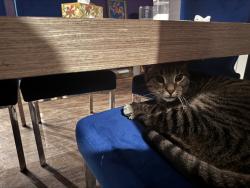 Reunited Unknown Cat last seen Rockaway Tpke, Lawrence, NY 11559