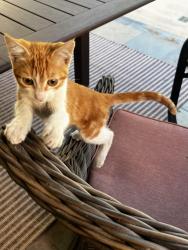 Lost Unknown Cat last seen Newcastle, Mulberry, South Main/610, Bellaire, TX 77401