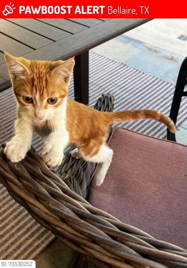 Lost Unknown Cat last seen Newcastle, Mulberry, South Main/610, Bellaire, TX 77401