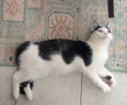 Lost Female Cat last seen West end of Cole Road, Blanchard, OK 73010