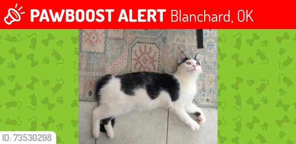 Lost Female Cat last seen West end of Cole Road, Blanchard, OK 73010