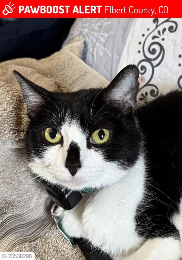 Lost Female Cat last seen Highway 86 and County Road 33, Elbert County, CO 80117