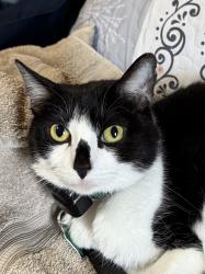 Lost Female Cat last seen Highway 86 and County Road 33, Elbert County, CO 80117