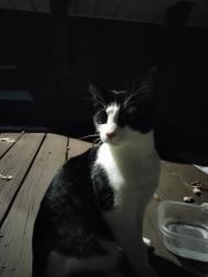 Found/Stray Unknown Cat last seen Leicester & Oxford, Duluth, MN 55803