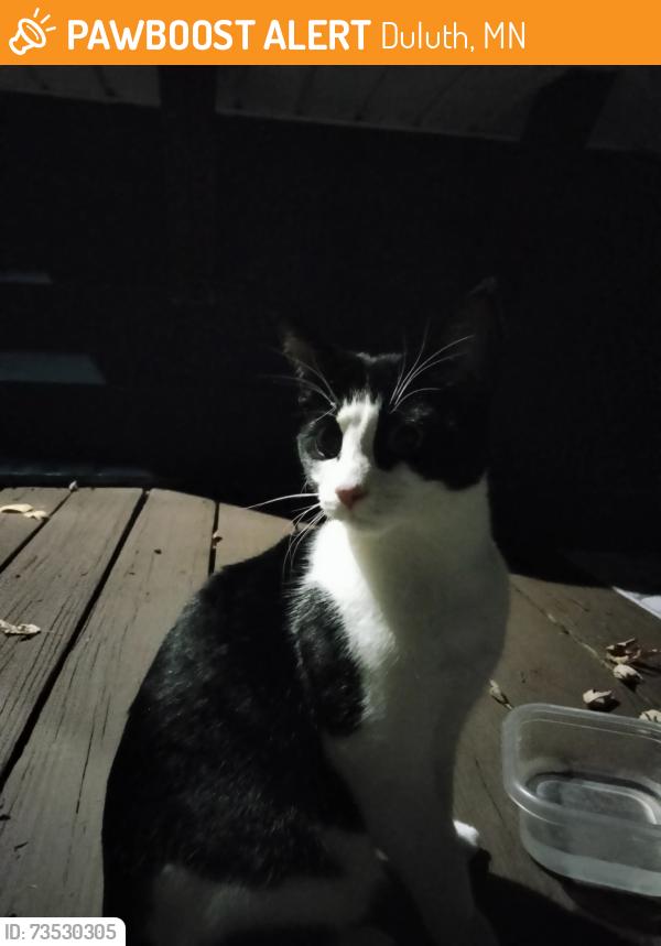 Found/Stray Unknown Cat last seen Leicester & Oxford, Duluth, MN 55803
