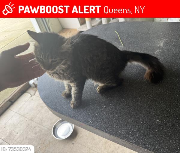 Lost Male Cat last seen 205th street, Queens, NY 11423