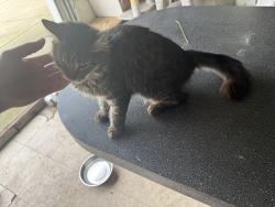 Lost Male Cat last seen 205th street, Queens, NY 11423