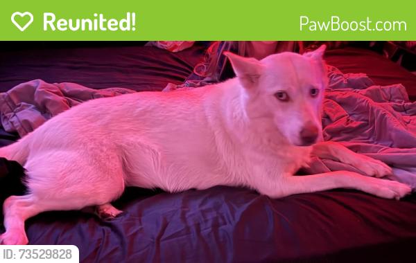 Reunited Female Dog last seen Ranger rd se & wacker ave se, Palm Bay, FL 32909