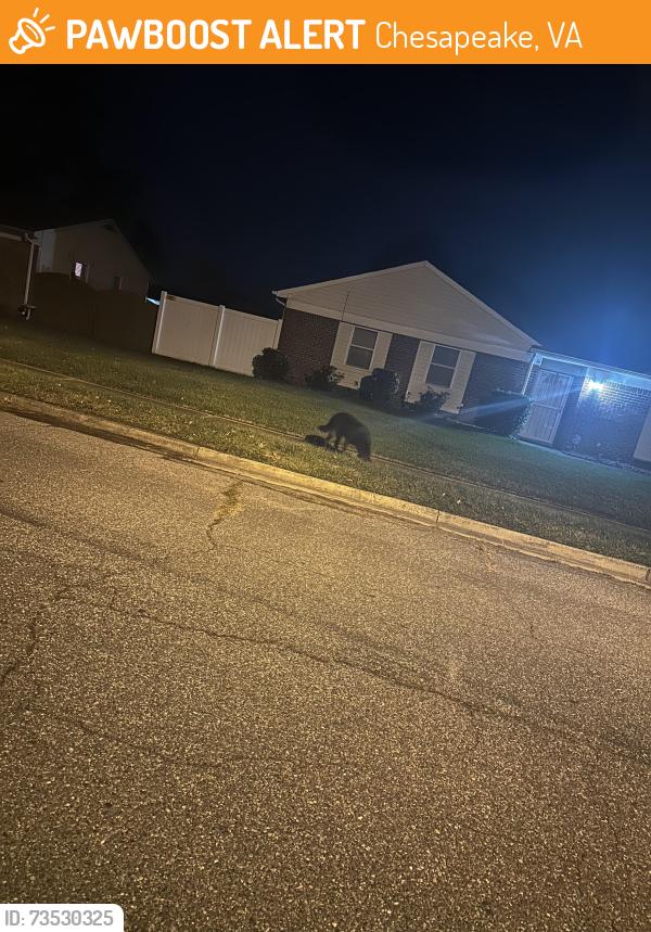 Found/Stray Unknown Dog last seen Bruno dr. , 23323, Chesapeake, VA 23323