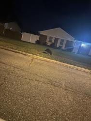Found/Stray Unknown Dog last seen Bruno dr. , 23323, Chesapeake, VA 23323