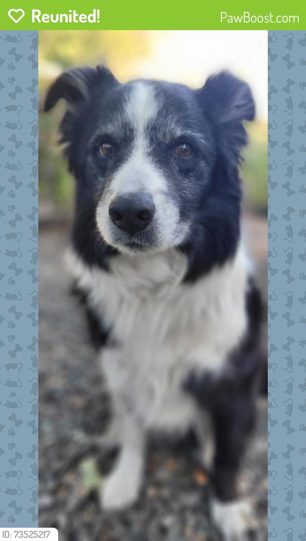 Reunited Male Dog last seen Howard Avenue near Howard Elementary and Mace Rd, Medford, OR 97501