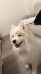 Reunited Female Dog last seen Woodman & Black Forest rd, Colorado Springs, CO 80923