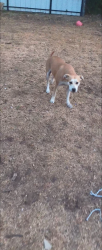 Lost Female Dog last seen Westcrest Dr, Edgecliff Rd, Crowley Rd, Fort Worth, TX 76134