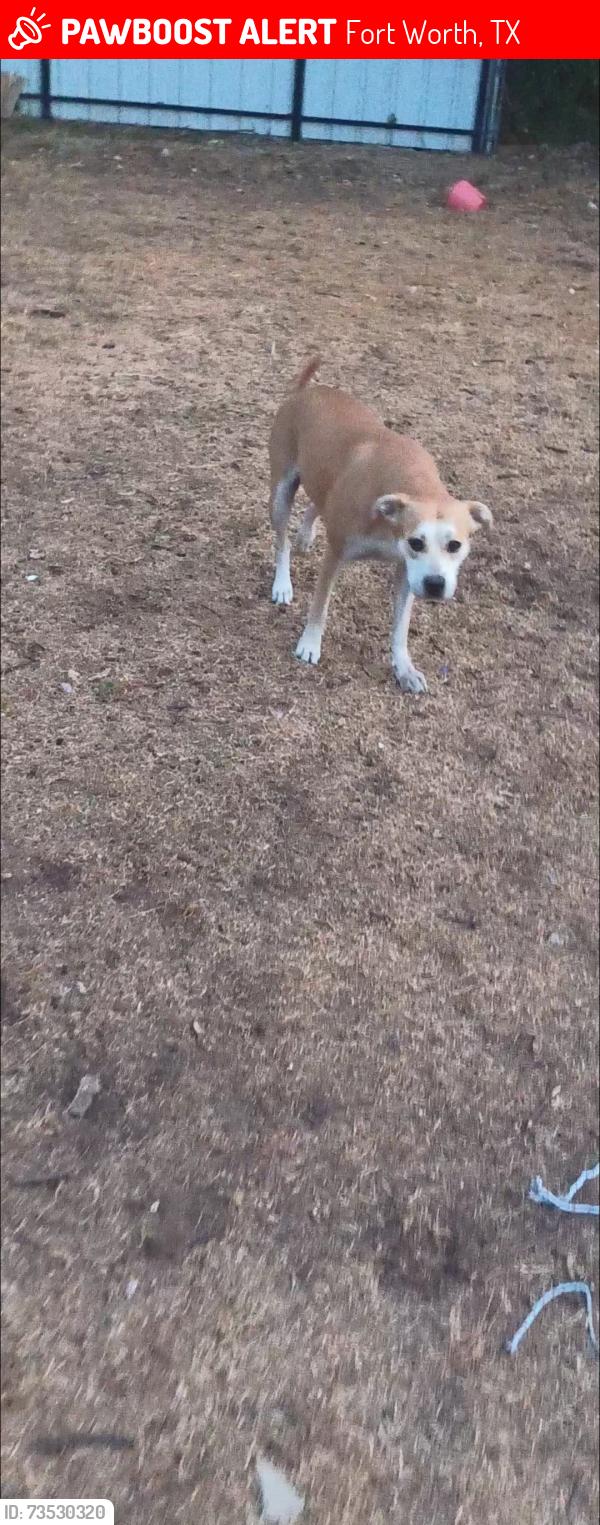 Lost Female Dog last seen Westcrest Dr, Edgecliff Rd, Crowley Rd, Fort Worth, TX 76134