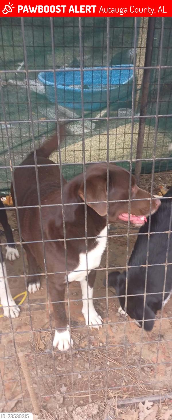 Lost Male Dog last seen Hwy 82 and county road 79, Autauga County, AL 36006