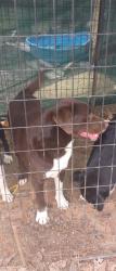 Lost Male Dog last seen Hwy 82 and county road 79, Autauga County, AL 36006