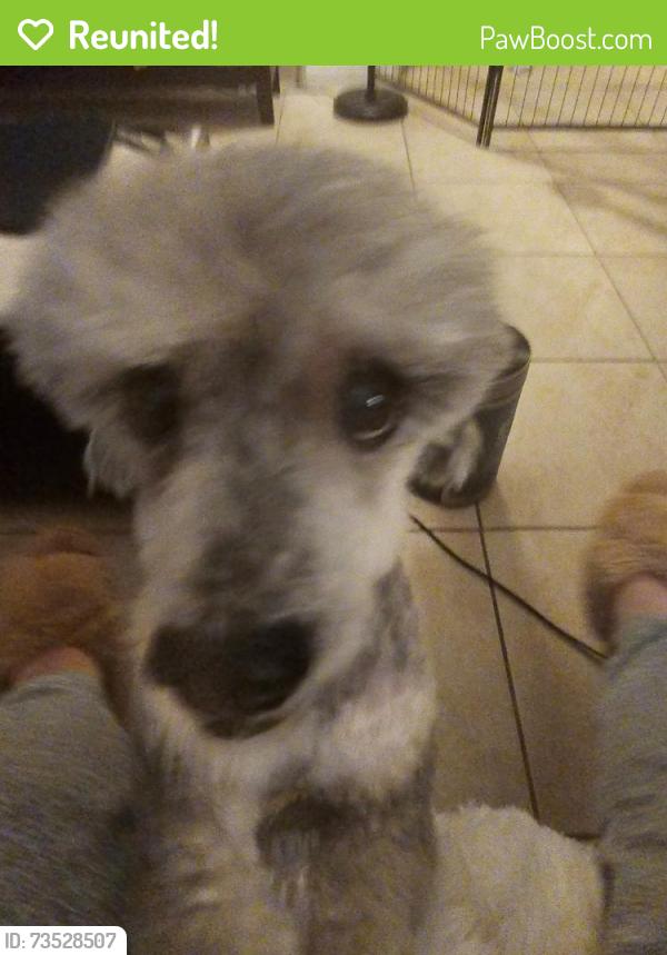 Reunited Male Dog last seen Near Frias Elementary School, Enterprise, NV 89141