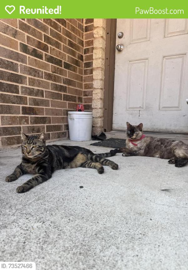 Reunited Female Cat last seen Near S Palm dr, Pharr, TX 78577