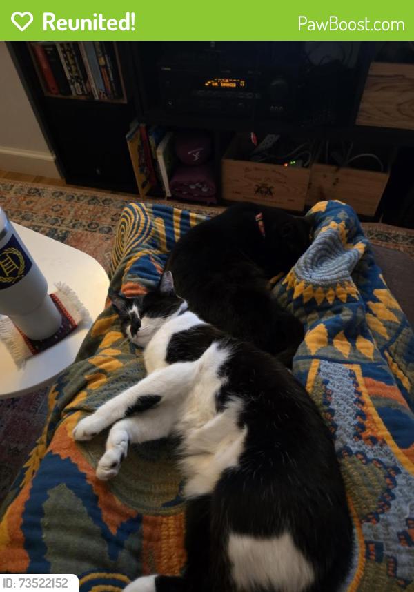 Reunited Female Cat last seen Home, Minneapolis, MN 55407