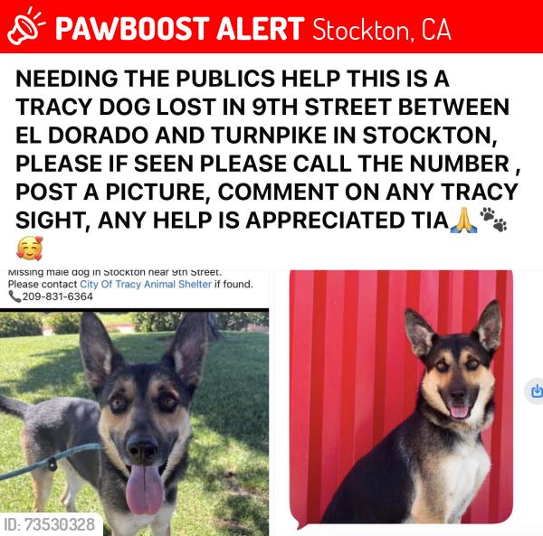 Lost Male Dog last seen 9th street between El Dorado and Turnpike, Stockton, CA 95202