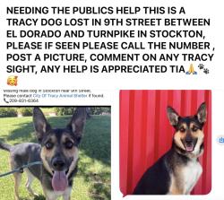 Lost Male Dog last seen 9th street between El Dorado and Turnpike, Stockton, CA 95202
