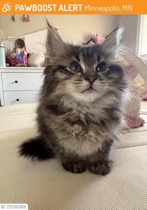Found/Stray Female Cat last seen Near Aldrich Ave N Minneapolis MN 55430 United States, Minneapolis, MN 55430