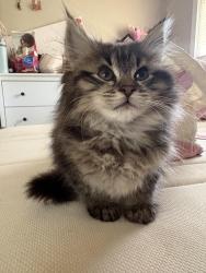 Found/Stray Female Cat last seen Near Aldrich Ave N Minneapolis MN 55430 United States, Minneapolis, MN 55430