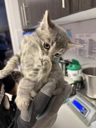 Shelter Stray Male Cat last seen Near S 9050 W, Magna Township, UT, 84044, 511 W 3900 S, Salt Lake City, UT 84123, USA
