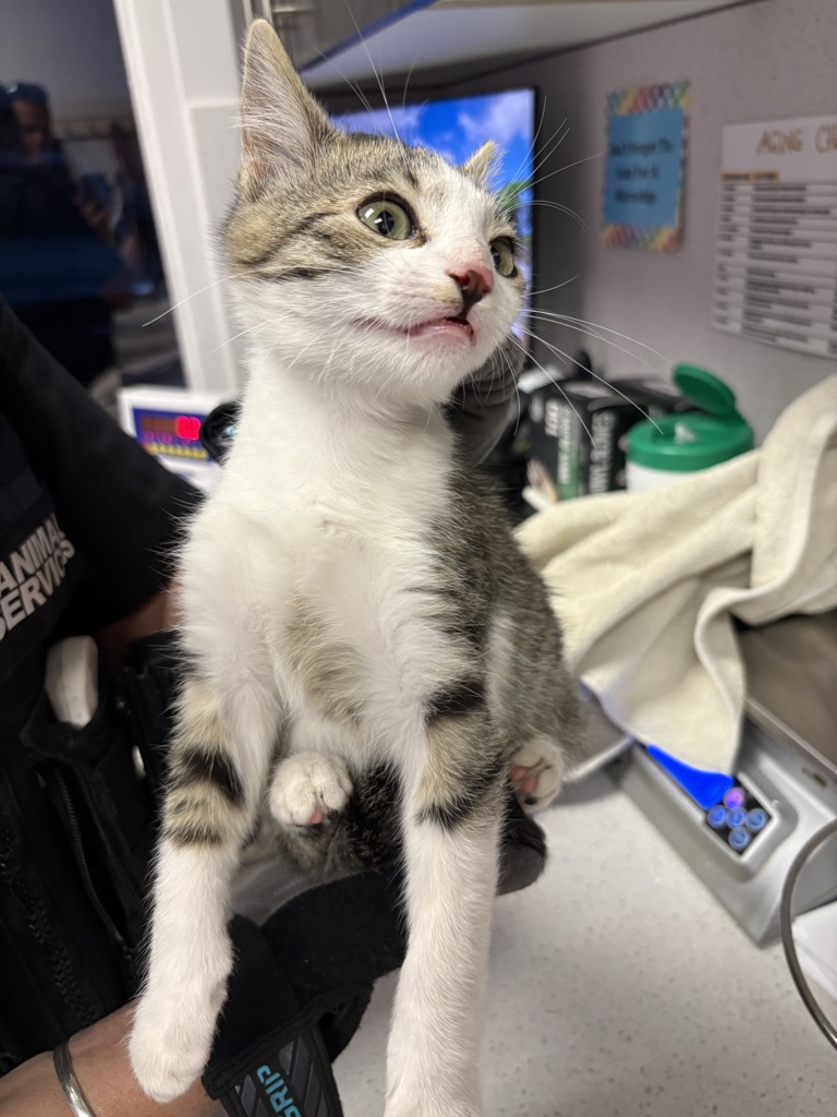 Shelter Stray Male Cat last seen Near S 9050 W, Magna Township, UT, 84044, 511 W 3900 S, Salt Lake City, UT 84123, USA