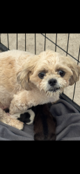 Lost Female Dog last seen 107th Ln & Encanto, Avondale, AZ 85392
