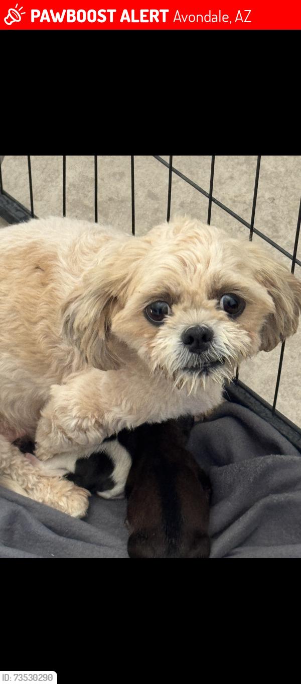 Lost Female Dog last seen 107th Ln & Encanto, Avondale, AZ 85392