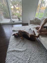 Shelter Stray Female Dog last seen Dairymart Road, San Diego, CA, 92154, 5500 Gaines St, San Diego, CA 92110, USA