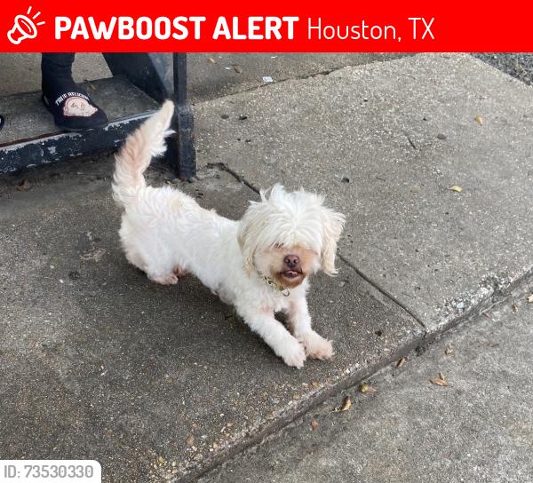 Lost Male Dog last seen West Bellfrot, Houston, TX 77035