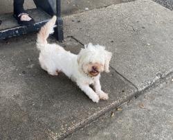 Lost Male Dog last seen West Bellfrot, Houston, TX 77035