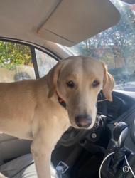 Reunited Male Dog last seen 204th by Walmart, Spanaway, WA 98387