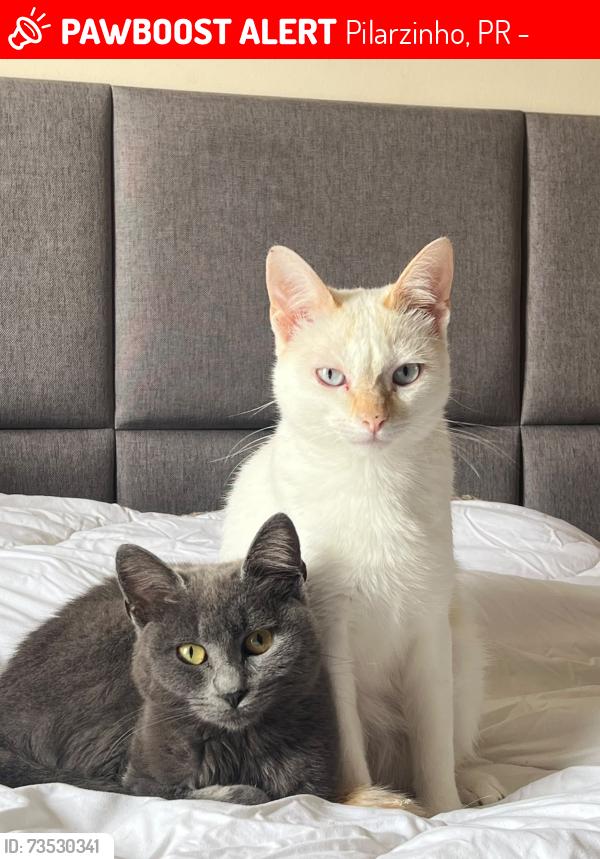 Lost Female Cat last seen Rua Leopoldo Teuber., Pilarzinho, PR 80520-660