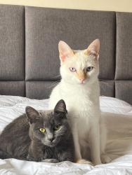 Lost Female Cat last seen Rua Leopoldo Teuber., Pilarzinho, PR 80520-660